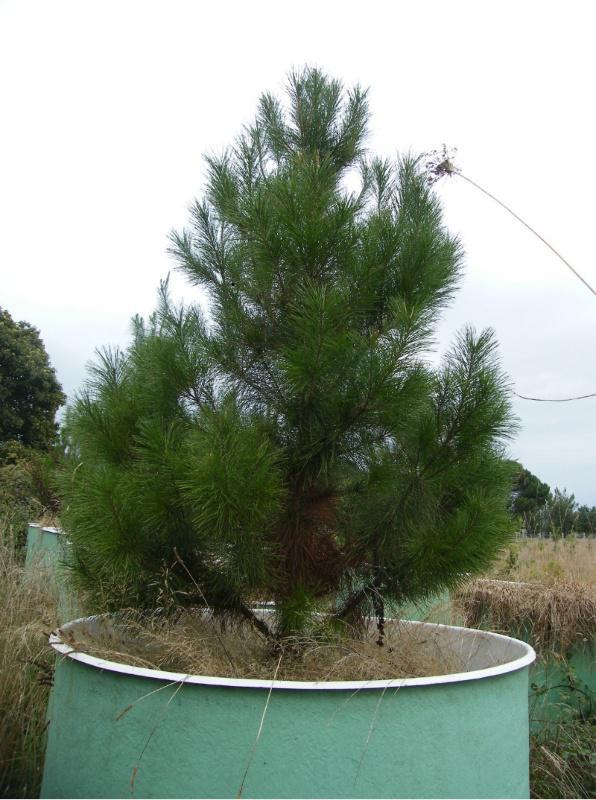 A EPS de Lugo investiga a reciclaxe de residuos urbanos e industriais como fertilizantes de uso agrícola e forestal