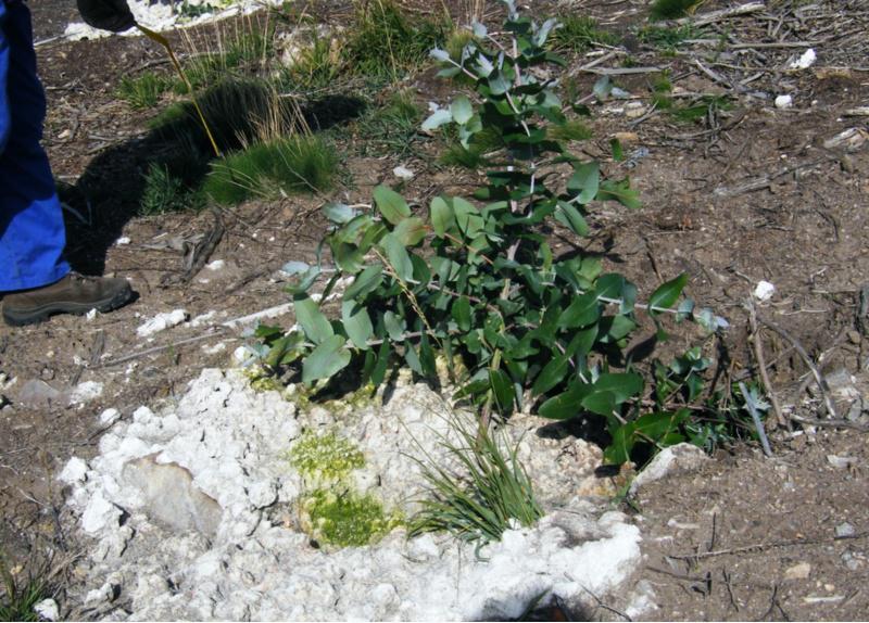 A EPS de Lugo investiga a reciclaxe de residuos urbanos e industriais como fertilizantes de uso agrícola e forestal