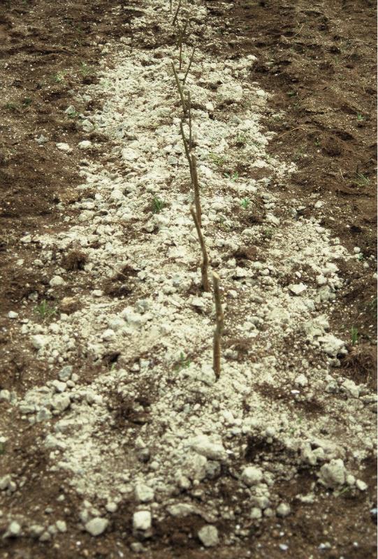 A EPS de Lugo investiga a reciclaxe de residuos urbanos e industriais como fertilizantes de uso agrícola e forestal