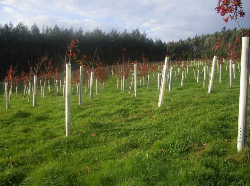 A EPS de Lugo investiga a reciclaxe de residuos urbanos e industriais como fertilizantes de uso agrícola e forestal