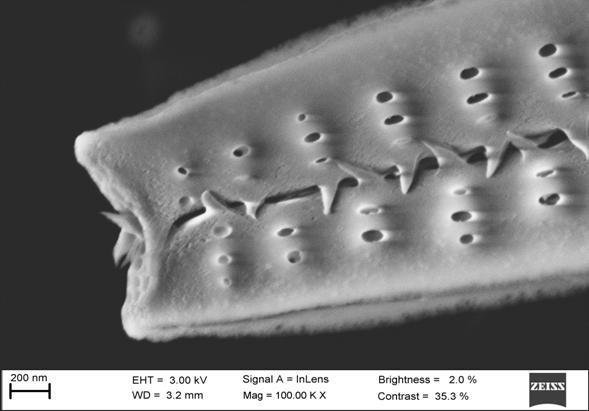 Un doutorando do CIQUS recibe unha mención de honra nun concurso internacional de microfotografía