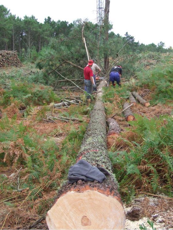 Unha investigación na que participa a EPS demostra que é posible coñecer a calidade da madeira sen necesidade de cortar as árbores