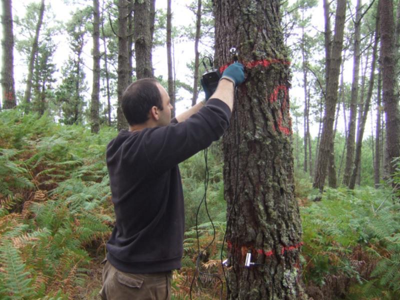 Unha investigación na que participa a EPS demostra que é posible coñecer a calidade da madeira sen necesidade de cortar as árbores