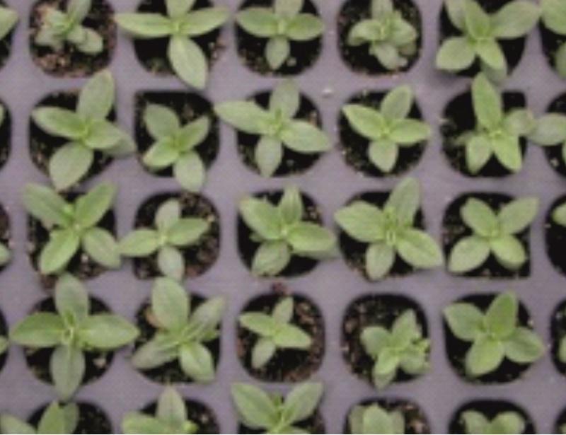 A EPS de Lugo estuda as propiedades medicinais e as posibilidades de cultivo comercial da árnica de montaña
