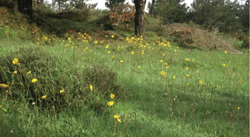 A EPS de Lugo estuda as propiedades medicinais e as posibilidades de cultivo comercial da árnica de montaña