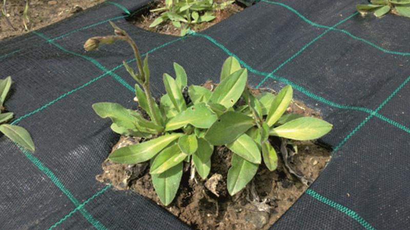A EPS de Lugo estuda as propiedades medicinais e as posibilidades de cultivo comercial da árnica de montaña