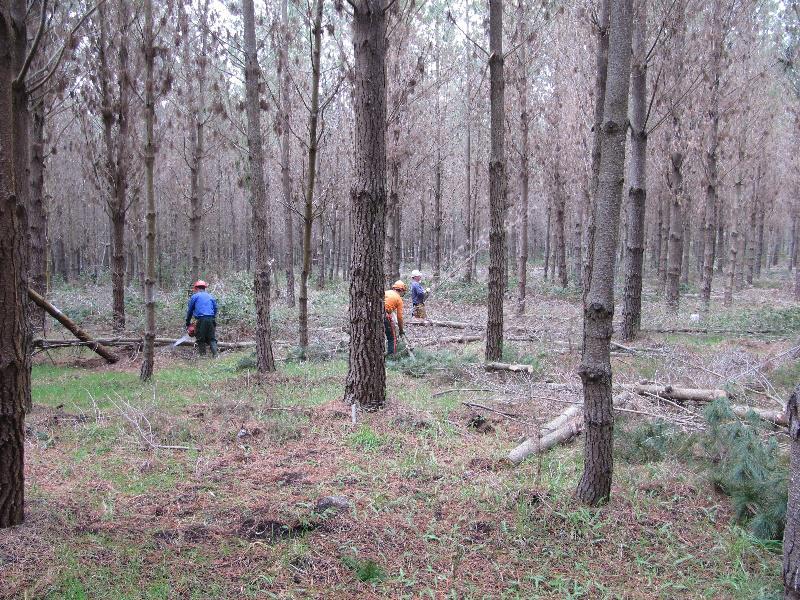 Un estudo no que participa a EPS de Lugo elabora modelos para a redución do risco de incendio no monte mediante podas e claras
