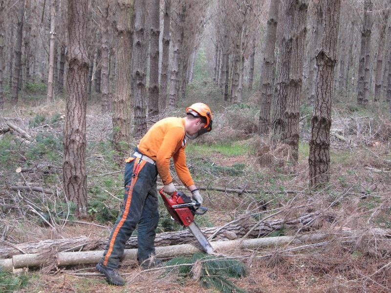 Un estudo no que participa a EPS de Lugo elabora modelos para a redución do risco de incendio no monte mediante podas e claras