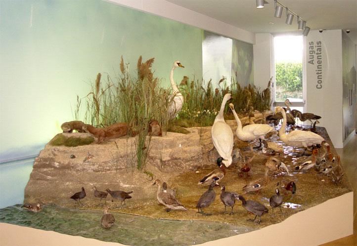 O Museo de Historia Natural da USC abre as súas portas ao público