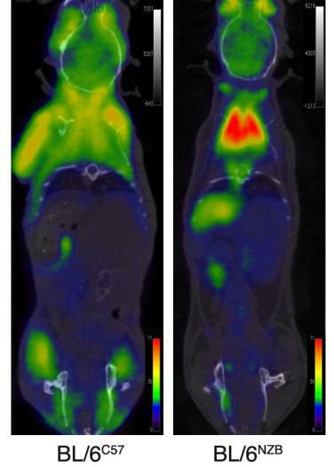 Demostran que a combinación dos xenomas nuclear e mitocondrial é clave no envellecemento saudable