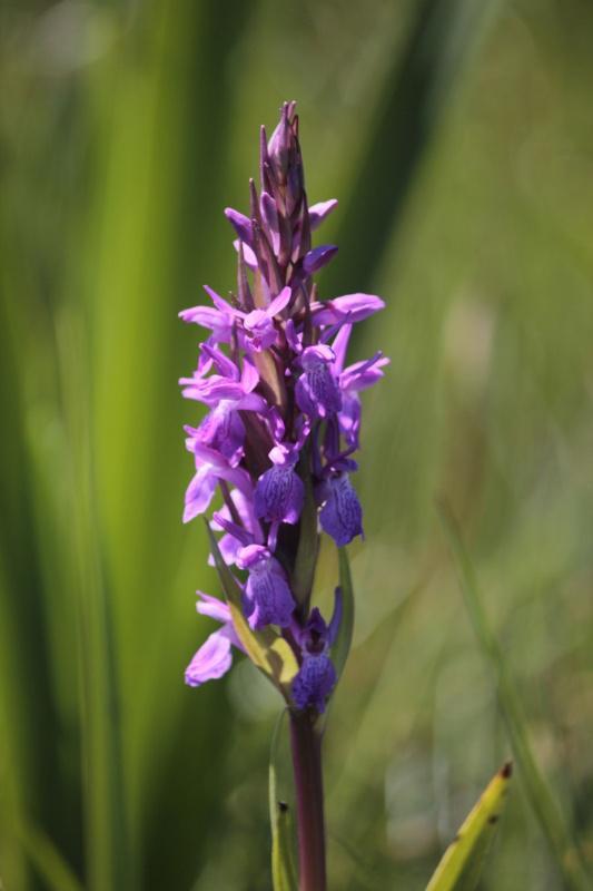 Investigadores de Bioloxía colaboran co Concello de Ferrol e ADEGA na creación dunha rede de Microrreservas de Flora