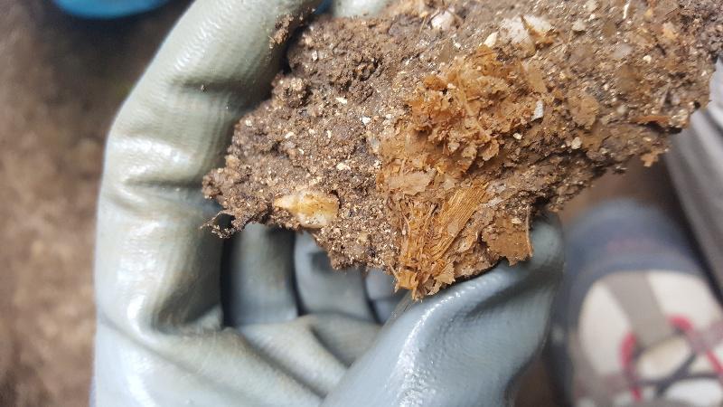 Investigadores de Vigo e Santiago descobren unha gran mostra de peixe de hai 1.700 anos e restos óseos de sete persoas en Adro Vello 