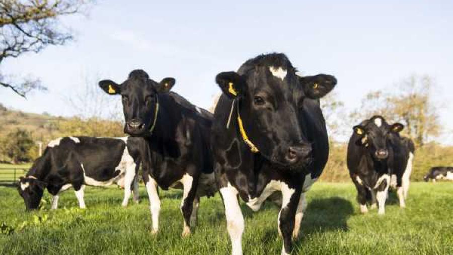 Abierta la inscripción en las jornadas ‘Vacuno de leche y pastoreo’, que se desarrollarán el 14 de noviembre en el Campus Terra Abierta la inscripción en las jornadas ‘Vacuno de leche y pastoreo’, que se desarrollarán el 14 de noviembre en el Campus Terra