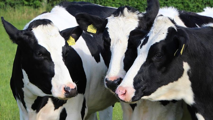 El Campus Terra de la USC mantiene abierta la preinscripción para el máster en Producción de Leche hasta el 12 de julio