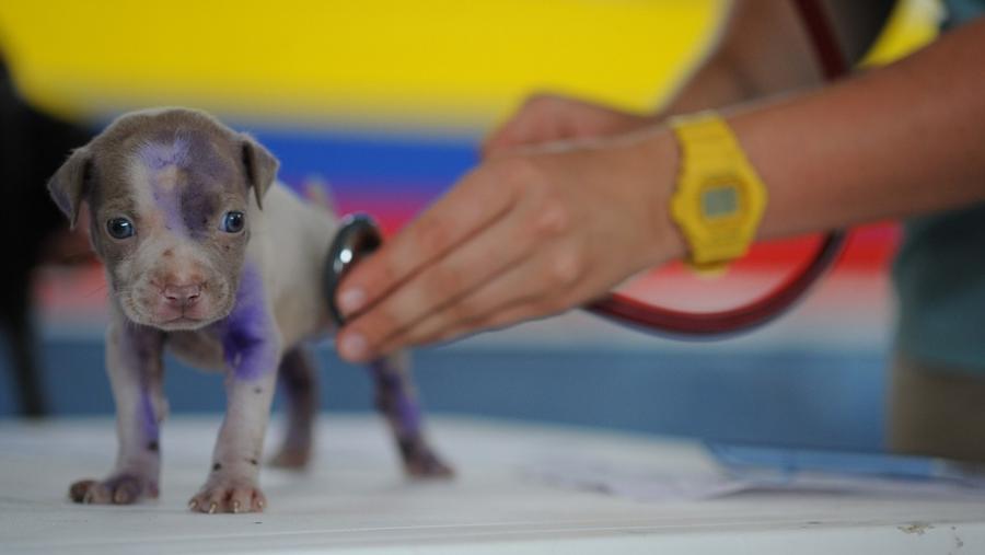 Consulta as últimas ofertas para veterinarios/as xestionadas pola Área de Orientación e Inserción Laboral da USC no Campus Terra