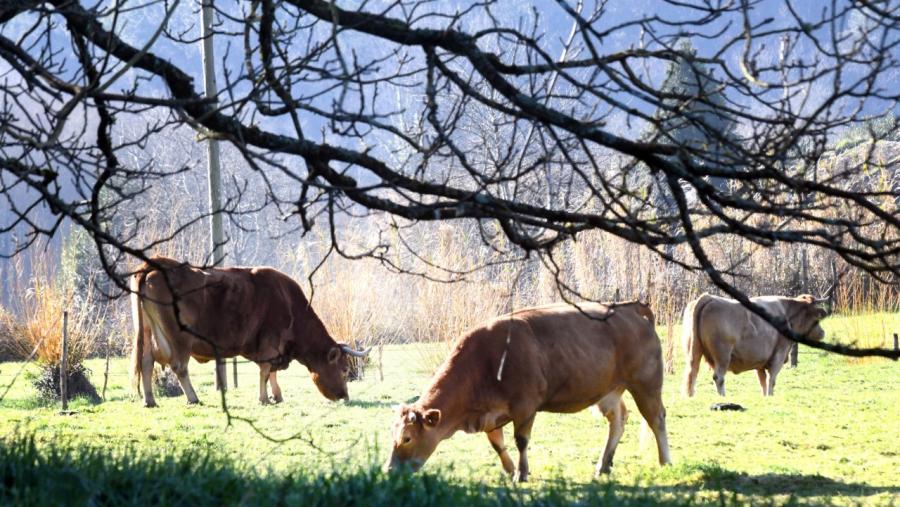 O Campus Terra, pradeira para as vacas e as grandes investigacións