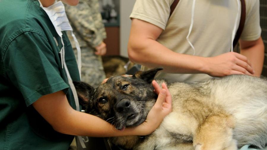El Campus Terra de la USC acoge el 23 y 24 de octubre dos jornadas sobre orientación laboral para futuros veterinarios El Campus Terra de la USC acoge el 23 y 24 de octubre dos jornadas sobre orientación laboral para futuros veterinarios