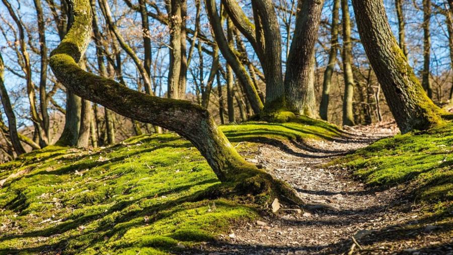Un bosque