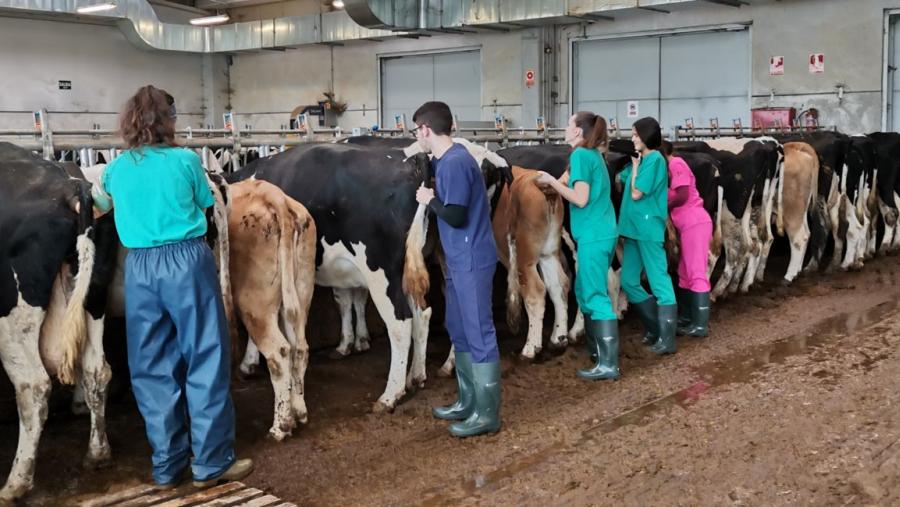 Alumnos de Veterinaria nunha sesión de prácticas con gando vacún. Foto: Santi Alvite