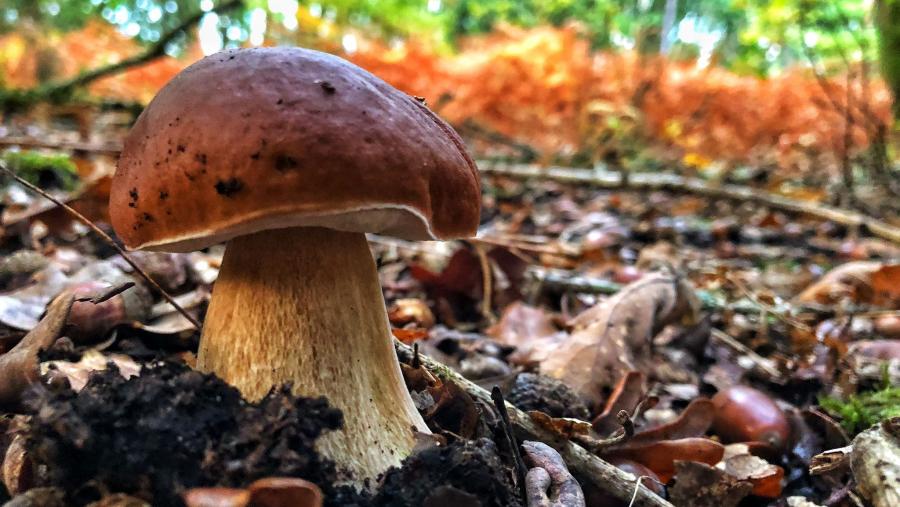 Boletus Edulis