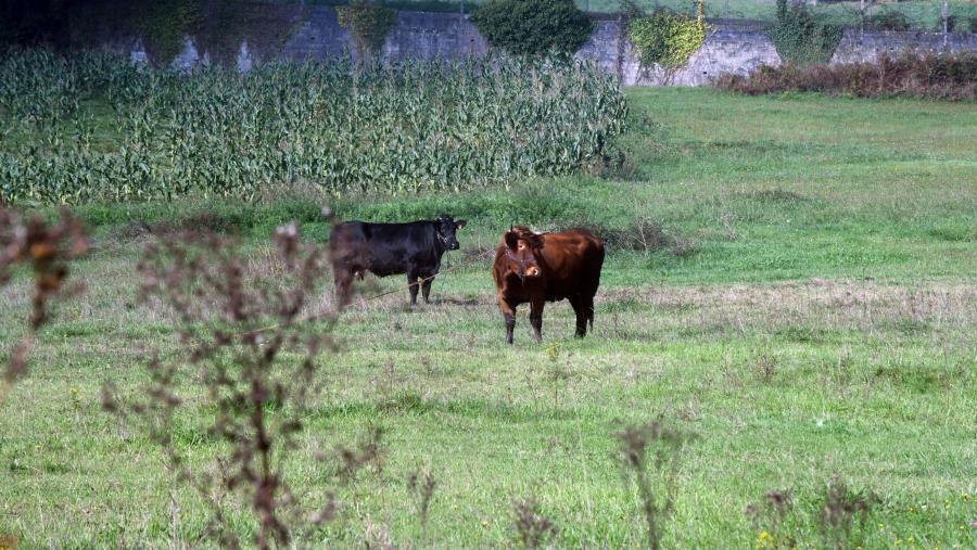 O Premio Aresa recoñece cada ano iniciativas e proxectos presentados por entidades, empresas, grupos de investigación, asociacións ou persoas individuais, que contribúan á mellora do benestar das persoas que viven e traballan no medio rural galego. FOTO: Santi Alvite