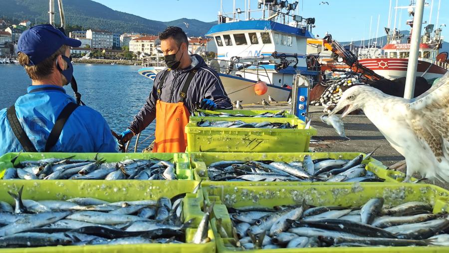 Imaxe de arquivo dun porto galego. FOTO: Santi Alvite Imaxe de arquivo dun porto galego. FOTO: Santi Alvite