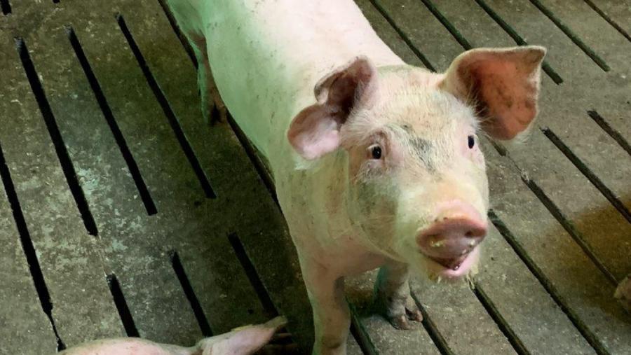 Un porquiño nunha granxa de porcino