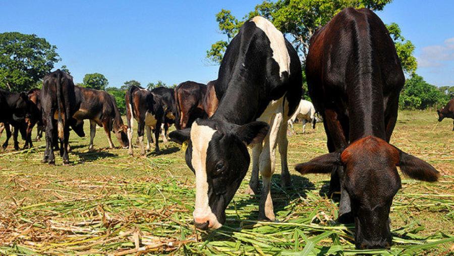 Reses de vacún na República Dominicana Reses de vacún na República Dominicana