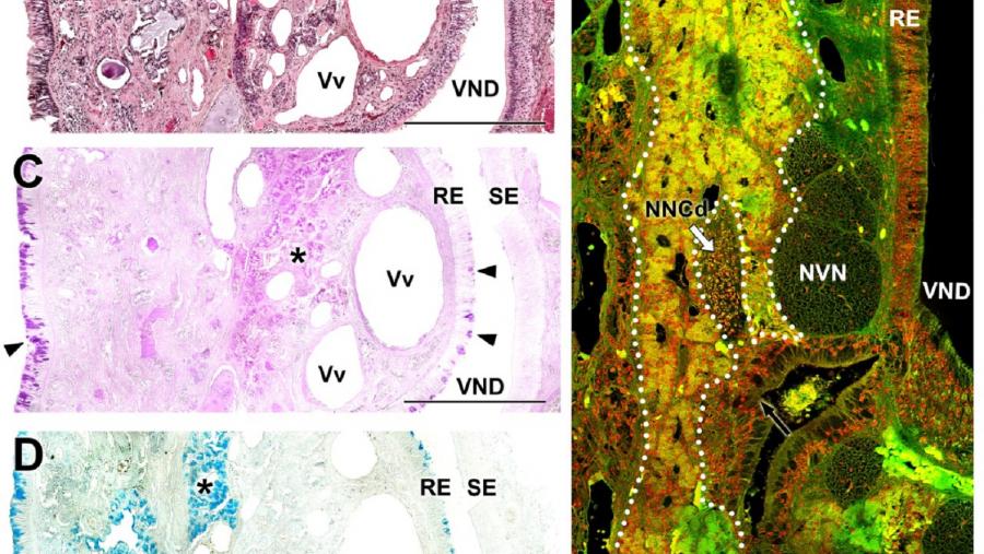 Imaxes do sistema vomeronasal do ualabí Imaxes do sistema vomeronasal do ualabí