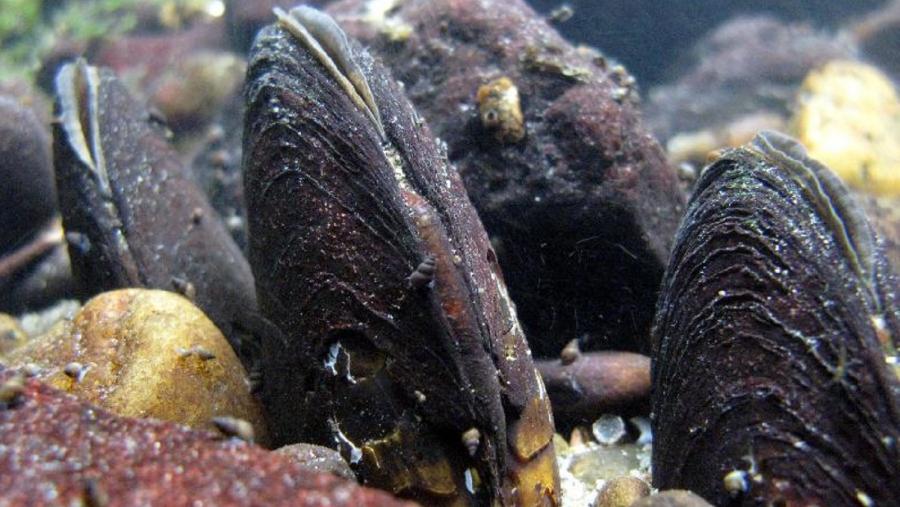 Imaxe de mexillón de río captada polo grupo de investigación Conservación de Peixes e Moluscos (CoPeMol) da USC Imaxe de mexillón de río captada polo grupo de investigación Conservación de Peixes e Moluscos (CoPeMol) da USC