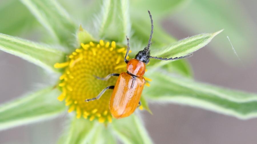 Exosoma lusitanicum
