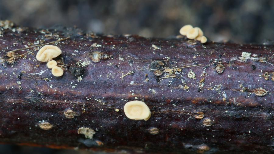 Physalacria auricularioides
