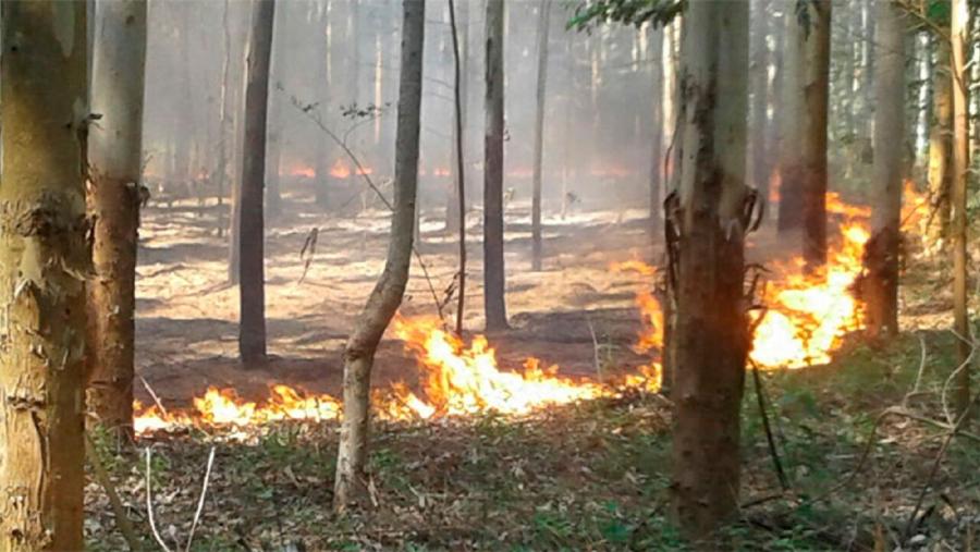 Lapas destrúen un eucaliptal en Galicia