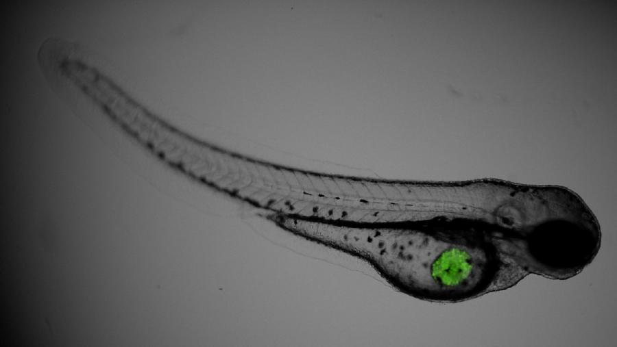 Exemplar de peixe cebra ao que se inxectaron células con melanoma mutado por BRAF que contiñan xa o composto velenoso do polbo Exemplar de peixe cebra ao que se inxectaron células con melanoma mutado por BRAF que contiñan xa o composto velenoso do polbo