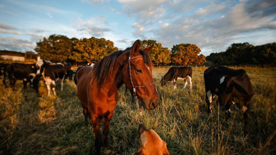 Gando vacún e cabalar nunha contorna agroforestal Gando vacún e cabalar nunha contorna agroforestal