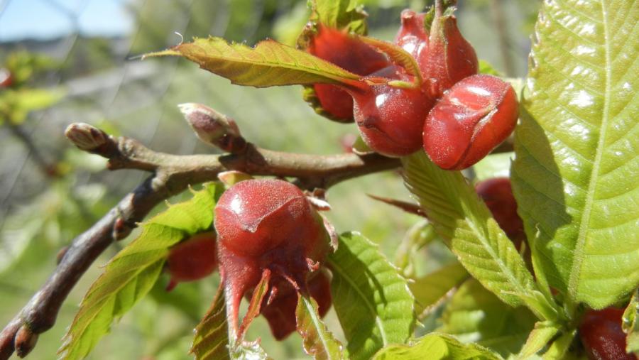 Agallas en brotes dun castiñeiro Agallas en brotes dun castiñeiro