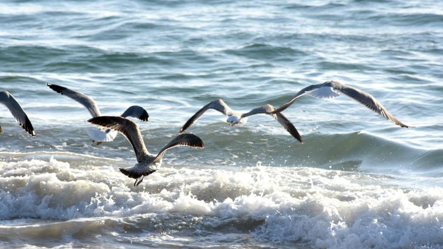 O traballo examina os moitos servizos ecosistémicos que ofrecen os océanos, así como a contaminación global e o dano creado polos humanos. FOTO: Santi Alvite O traballo examina os moitos servizos ecosistémicos que ofrecen os océanos, así como a contaminación global e o dano creado polos humanos. FOTO: Santi Alvite