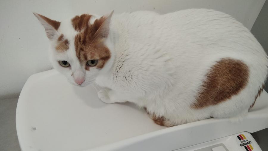 Un gato sobre unha báscula, no hospital veterinario Rof Codina Un gato sobre unha báscula, no hospital veterinario Rof Codina