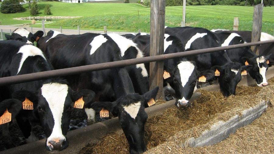 Vacas comendo nunha explotación ao aire libre Vacas comendo nunha explotación ao aire libre