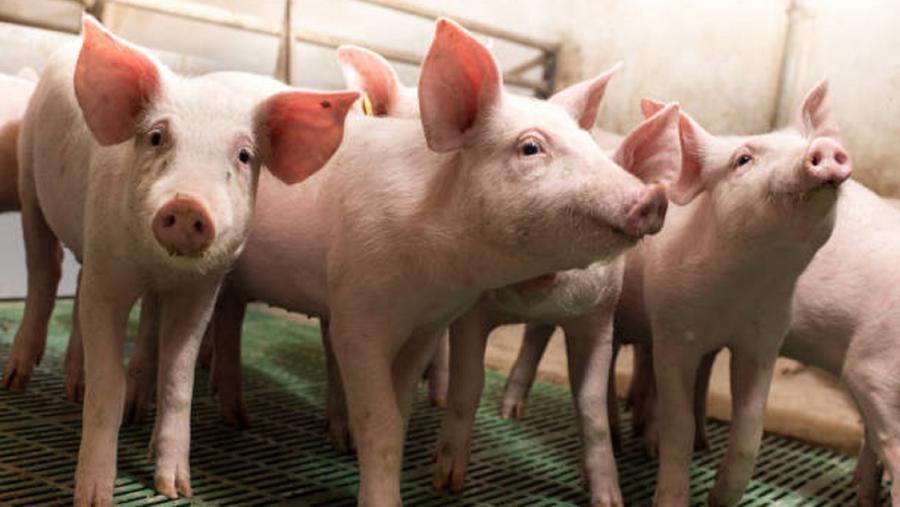 Foto Veterinaria avanza na prevención de virus en granxas de porcino a través de sistemas de mostraxe e análises do aire