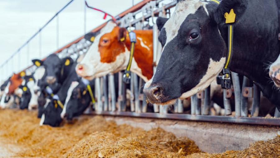 Foto Pisos esvaradíos, cubículos e corredores reducidos, eivas de benestar animal nas granxas luguesas de vacún de leite