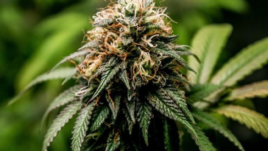 Os delincuentes adulteran os produtos de cannabis para maximizar os seus beneficios, engaden cannabinoides sintéticos ao matriz vexetal orixinal ou os mesturan con cáñamo industrial