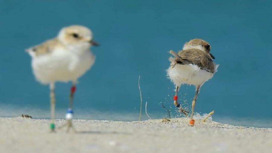 Foto Bioloxía colaborará na protección do hábitat da píllara das dunas e doutras especies en Galicia e Portugal