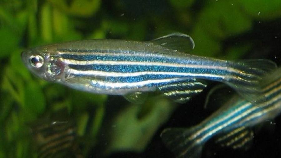 Os peixes cebra teñen un desenvolvemento rápido, o que facilita as investigacións