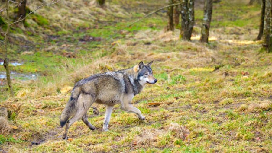 A inclusión do lobo no Lespre reaviva o debate sobre a convivencia deste depredador co gando no monte