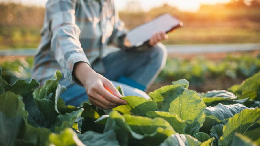 O proxecto trata de valorizar os alimentos e mellorar a competitividade mediante tecnoloxías emerxentes aplicadas aos subprodutos alimentarios no marco da economía circular O proxecto trata de valorizar os alimentos e mellorar a competitividade mediante tecnoloxías emerxentes aplicadas aos subprodutos alimentarios no marco da economía circular