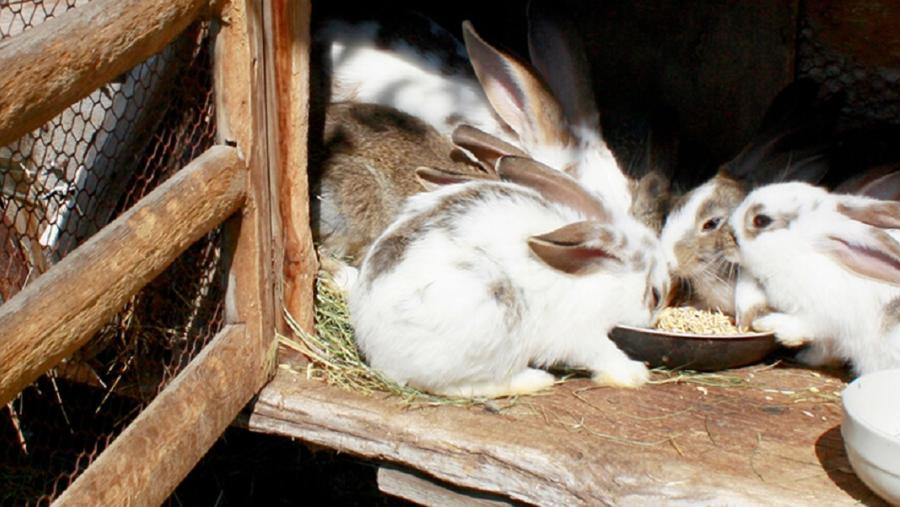 A tese de doutoramento titulada ‘Algas mariñas como alternativa ao uso de antibióticos en coellos’, defendida na Facultade de Veterinaria do Campus de Lugo, caracterizou in vitro as propiedades de diversas algas mariñas e os seus extractos
