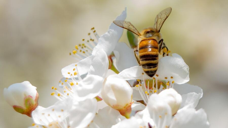Dende as Nacións Unidas sinálase como os monocultivos, os pesticidas e o cambio climático supoñen problemas para as abellas e, por extensión, para os alimentos cultivados. FOTO: Pixabay Dende as Nacións Unidas sinálase como os monocultivos, os pesticidas e o cambio climático supoñen problemas para as abellas e, por extensión, para os alimentos cultivados. FOTO: Pixabay