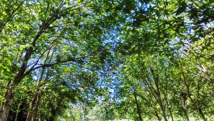 O informe axudará a afrontar a perda de biodiversidade e o declive da natureza. Foto: Santi Alvite O informe axudará a afrontar a perda de biodiversidade e o declive da natureza. Foto: Santi Alvite