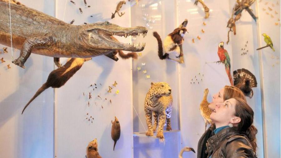 O Colexio de Fonseca propón unha viaxe á ‘Biodiversidade e Coleccións de Historia Natural’